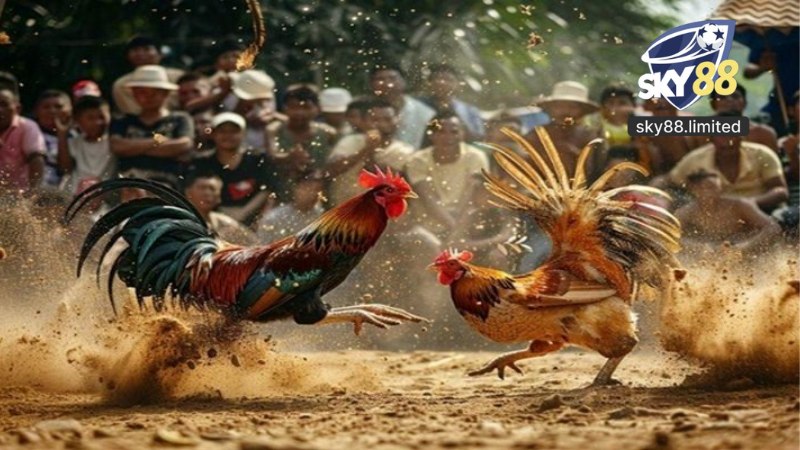K-Sports Sky88 - Sảnh Cá Cược Thể Thao Hàng Đầu Châu Á - rabk.lol
